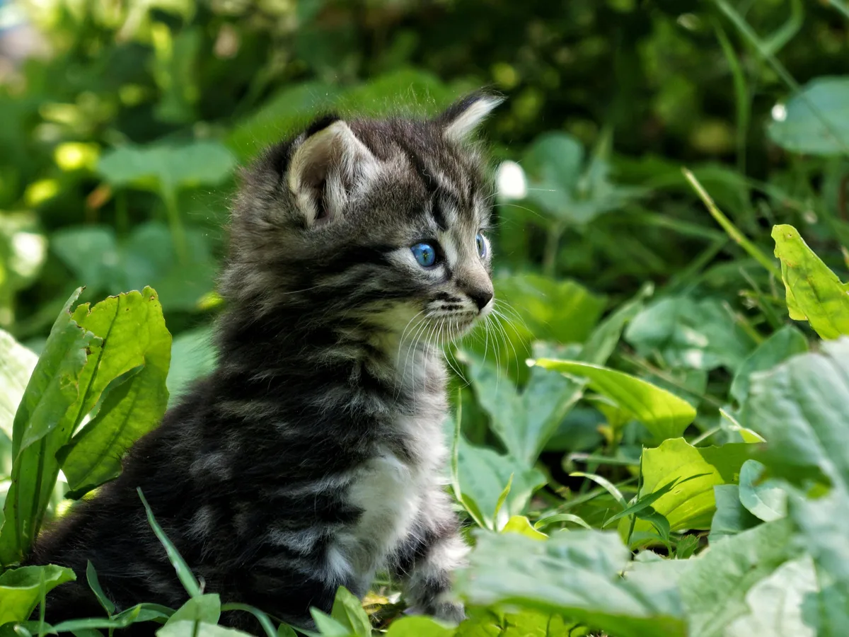 The input image: a fluffy kitten in a garden